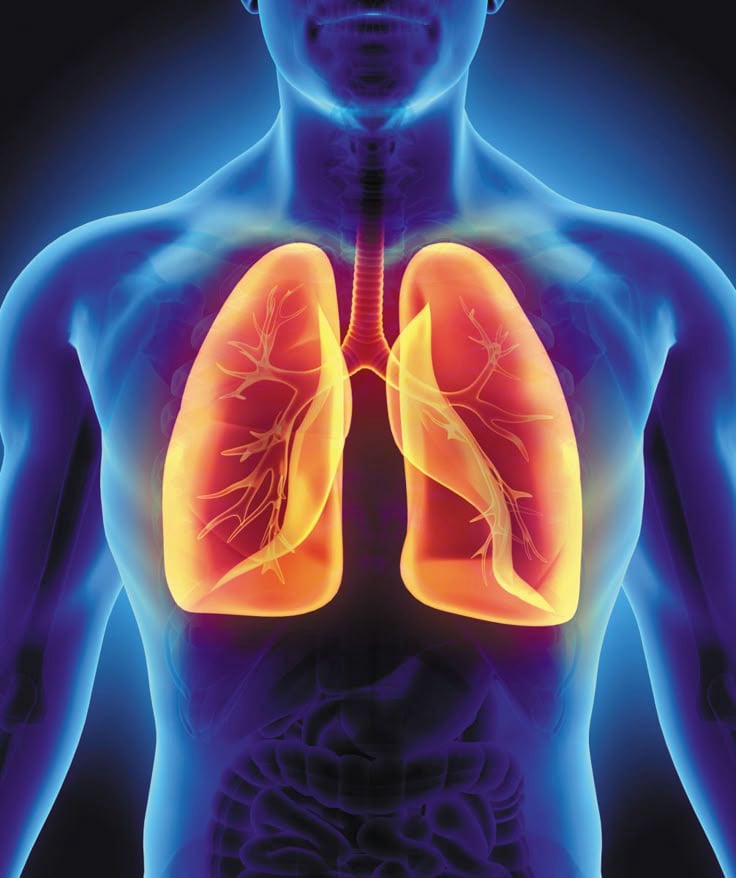 Lungs